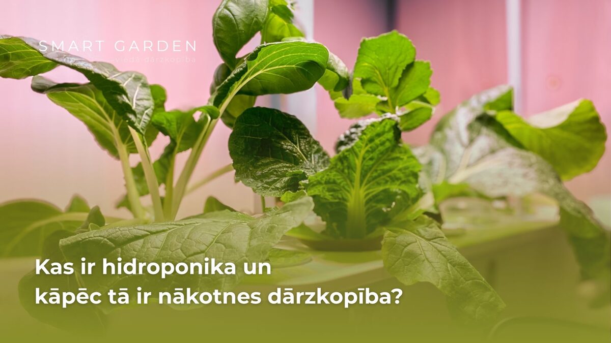 Kas ir hidroponika?